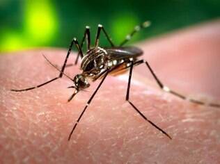 Apesar da boa intenção, medida que pede que crianças usem calças para evitar picadas do mosquito é ineficaz