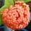 Ixora vermelha. Foto: Divulgação