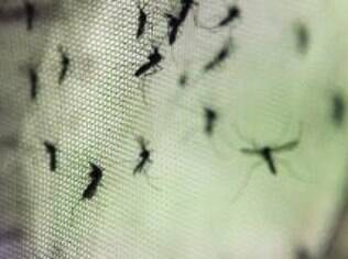 Surto de dengue em Guararapes, vizinha a Araçatuba, preocupa população local