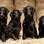 Esse quarteto de cães não parece ser formado por “modelos profissionais”? . Foto: Paws Pet Photography/Paul Walker