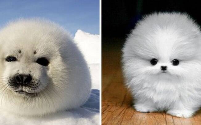 Uma foca e um cachorro bem peludinhos.