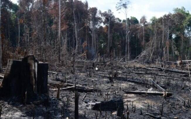 Em 2008, o tema da redação do Enem foi o desmatamento na floresta amazônica. Foto: Agência Brasil