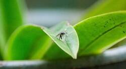 Combate ao Aedes aegypti já surte efeitos