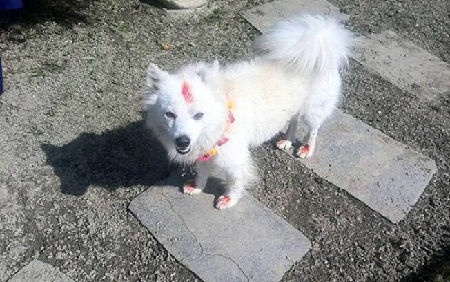 Cachorro em festival no Nepal.