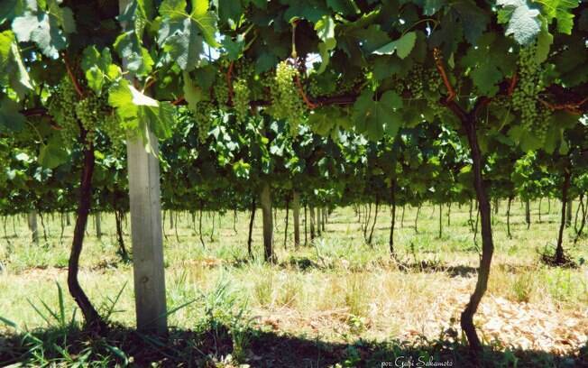 Bento Gonçalves está a 124 km de Porto Alegre, a cidade possui o título de “Capital Brasileira da Uva e do Vinho”