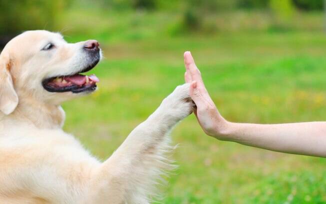 Apaixonados por pets podem lançar vários negócios voltados para os animais de estimação