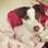 Olívia é uma Jack Russel Terrier de um ano e meio totalmente ligada nas tendências. Vive passeando na bolsa da dona, Rafaela Parras.. Foto: Arquivo pessoal