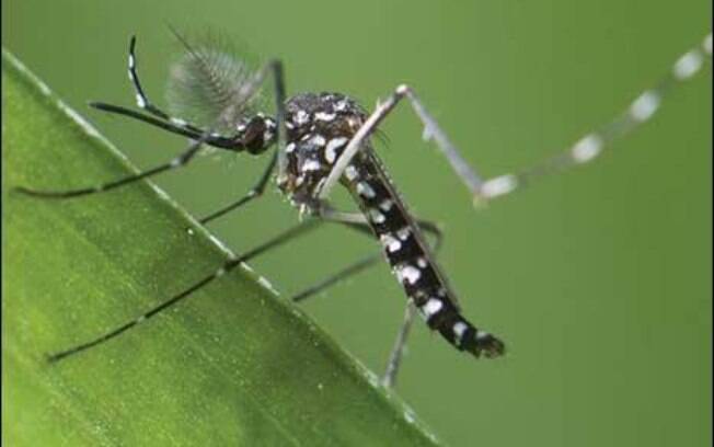 o mosquito 'Aedes albopictus', transmissor da dengue, se espalhou do sudeste asiático para a América do Sul e África através do comércio de pneus usados