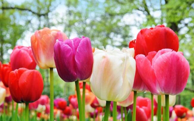 A tulipa (Tulipa hybrida) provoca desde danos gastrointestinais até colapsos no coração e convulsões