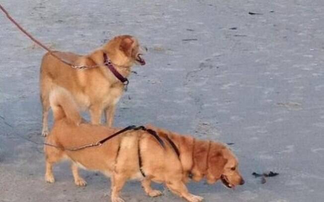 Coitado do cachorro, ficou parecendo uma espécie bem doida de cachorro salsicha de 6 patas.