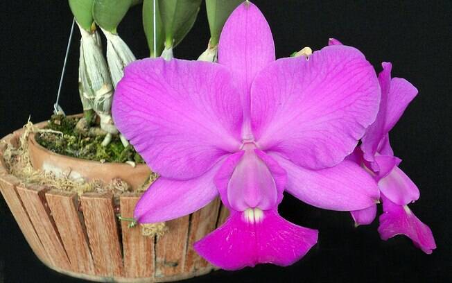 Orquídea da espécie Cattleya walkeriana