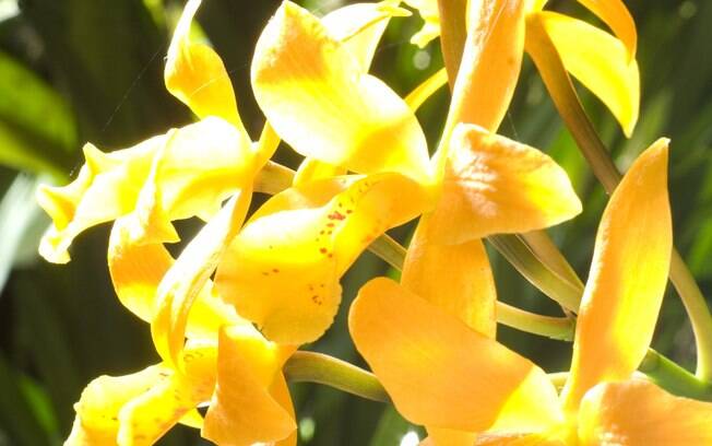 Orquídea híbrida da espécie Cattleya