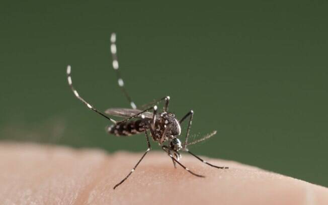 Na foto, o Aedes albopictus, conhecido como mosquito-tigre asiático