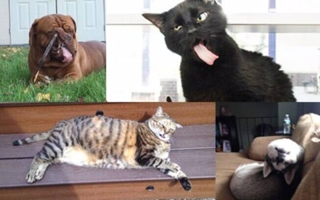 Animais que não saíram muito bem nas fotos.