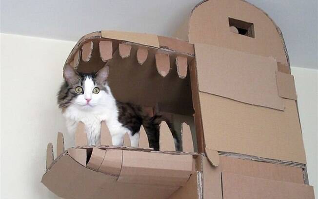 Tutor constrói castelo pra gato