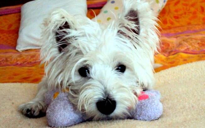Tem um Westie? Mande a foto dele para a galeria de pets dos leitores!