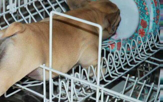 Aposto que esse cachorro queria apenas ajudar a lavar e secar a louça.