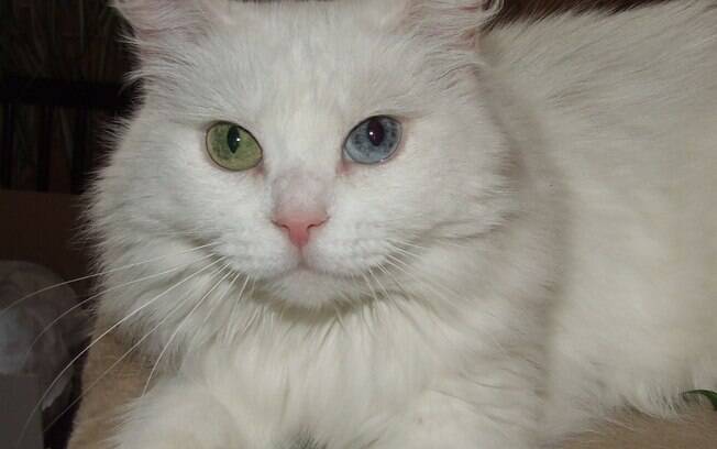 A cor dos olhos do gato angorá pode ser diferente 