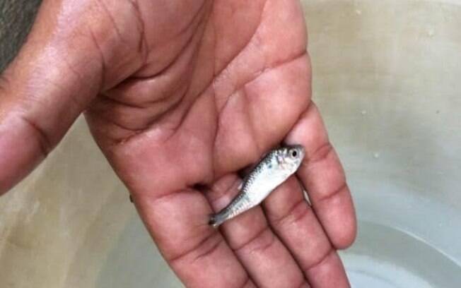 Peixinhos são usados no combate de endemias para evitar surgimento de novos mosquitos