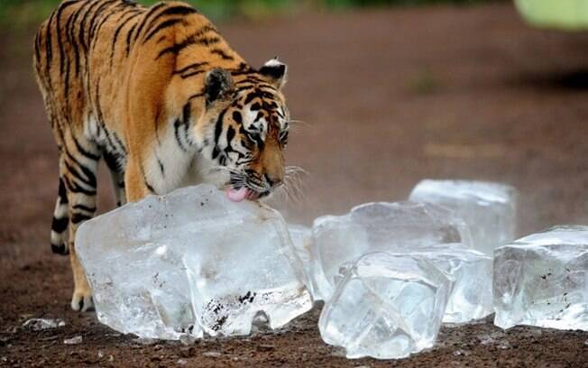 Um tigre lambendo gelo.