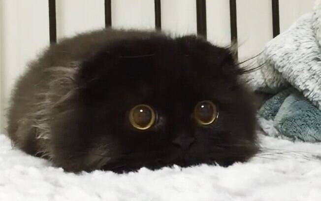 Gato com olhos gigantes.