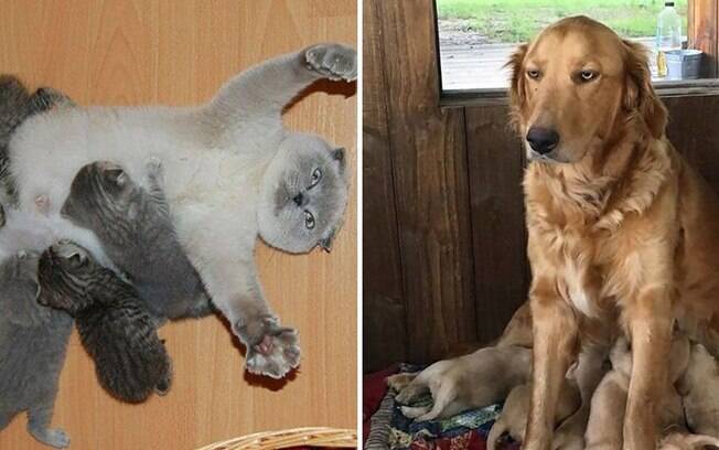 Vida de mamãe é difícil. E esses animais irão provar isso.