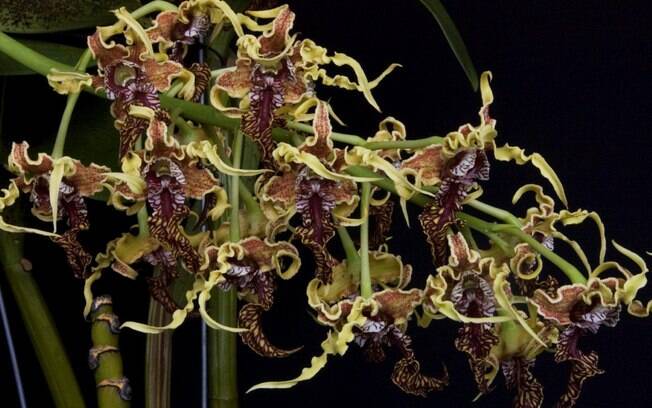 Orquídea da espécie Dendrobium spectabile