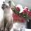 Agatha é a gatinha de Clara Lima. Quase um bibelô para combinar com as flores na mesa. Foto: Arquivo pessoal