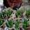 Aproveite que esta é estação das flores e presenteie seus convidados com lavandas. De Le Petit Vert. Foto: Divulgação