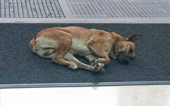 O cachorro de rua argentino começou a seguir a aeromoça alemã O cachorro de rua argentino começou a seguir a aeromoça alemã