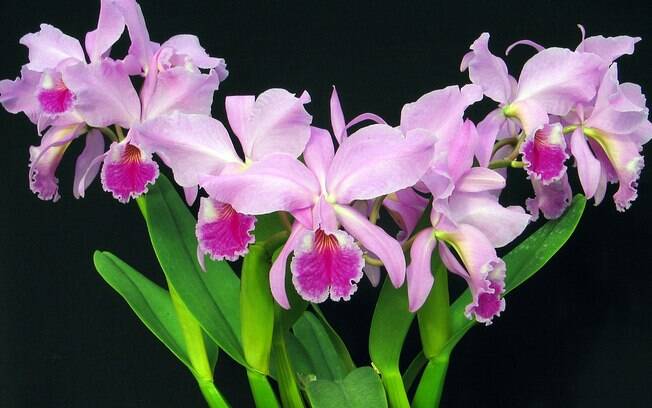 Orquídea da espécie Cattleya labiata