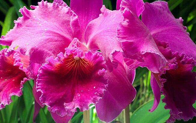 Na foto, um híbrido da orquídea Cattleya