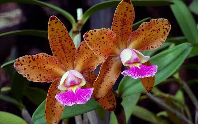 Orquídea da espécie C. corcovado x C. kerchoveana 3