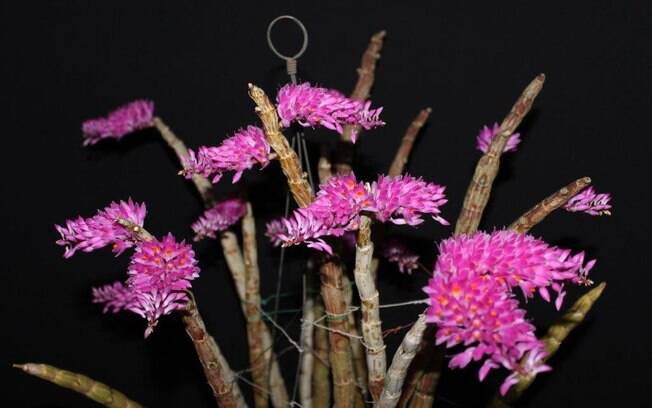 Orquidea da espécie Dendrobium secundum lembra uma flor desidratada