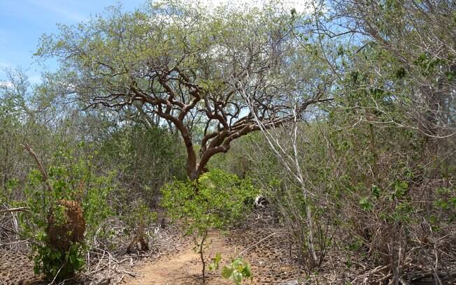 Árvore de umburana, planta da Caatinga pode ser usada no combate ao mosquito Aedes aegypt