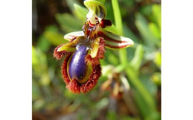 O formato semelhante ao de uma abelha faz que a orquídea Ophrys speculum seja confundida pelos animais. A espécie é originada da Bélgica