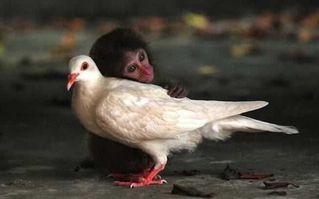 Macaco e pomba, China: primata tinha 12 semanas quando foi encontrado sem a mãe em Guangdong. Ele foi levado a abrigo e 'adotado' por ave, em 2007. Foto: Reprodução/Facebook