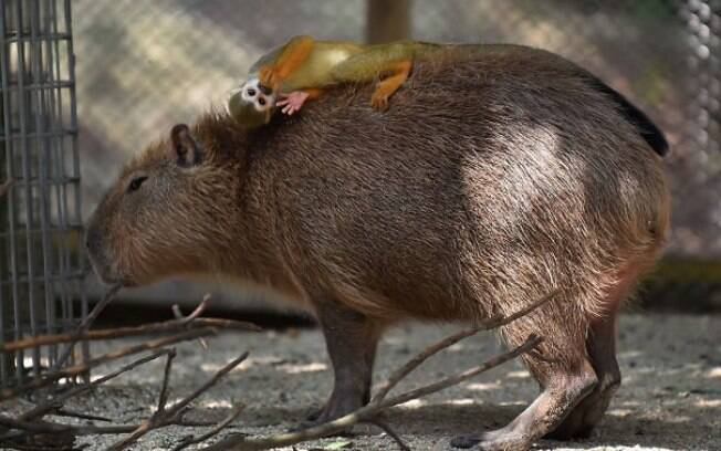 Um macaquinho deitado bem confortavelmente numa capivara.