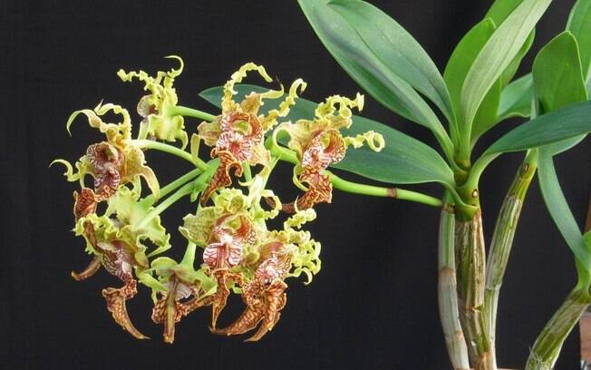 O exotismo da orquidea da espécie Dendrobium spectabile