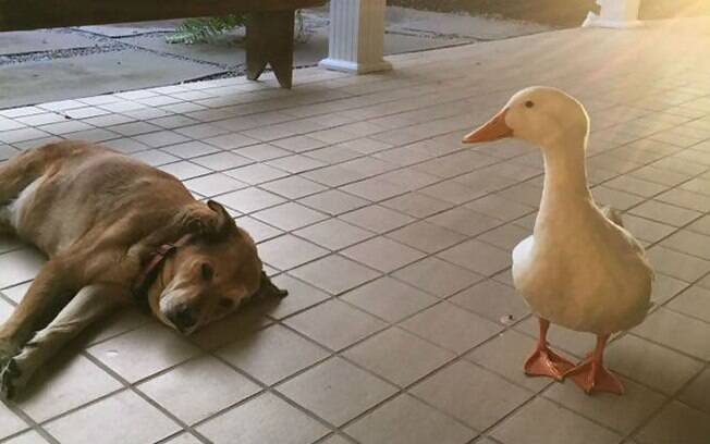 George e o pato Bob