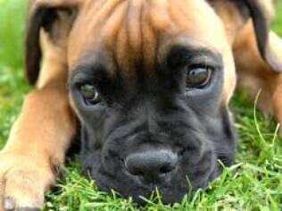 As características do boxer pertencem ao signo de cachorro