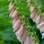 A Dedaleira (Digitalis purpurea) regula a atividade cardíaca e também pode causar a morte se ingerida. Foto: Divulgação