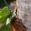 Tome cuidado para não sufocar a planta com o suporte. Lembre-se de deixar a borda com um espaço maior do que o fundo . Foto: Edu Cesar/Fotoarena
