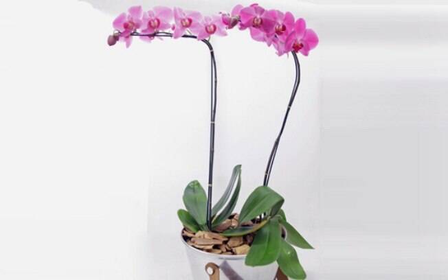 Orquídea da espécie Phaleanópolis
