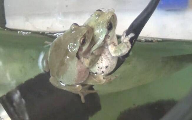Pesquisa aponta que os machous da Hyla japonica infectados parecem atrair mais fêmeas