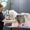 Raças de pelo longo, como o terrier tibetano, requerem cortes específicos que tirem volume sem mexer no comprimento. Foto: Amana Salles/Fotoarena