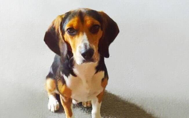 Cachorro é o nosso melhor amigo e o tutor dela sabe bem disso.