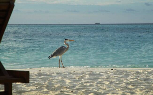 Os visitantes da praia