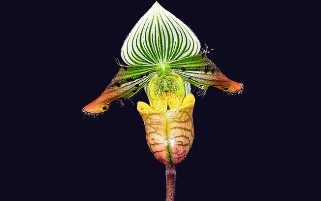 Orquídea da espécie Paph venustum
