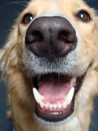 Os animais também precisam escovar os dentes para evitar a doença periodental